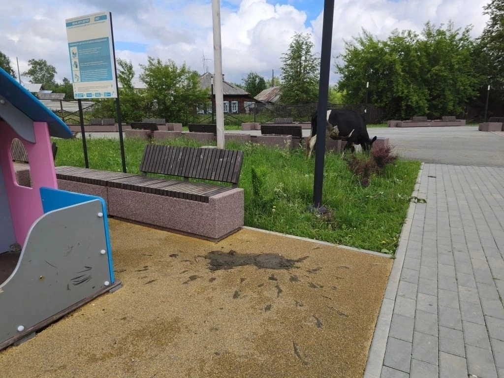 🐄 Бродячий скот на улицах Лобвы

Каждое лето коровы превращают наши улицы в пастбище: подъедают газ