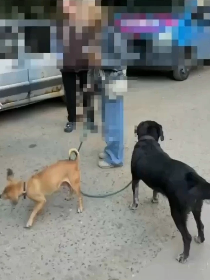 В Митино полиция спасла собак, которых оставили одних в машине!