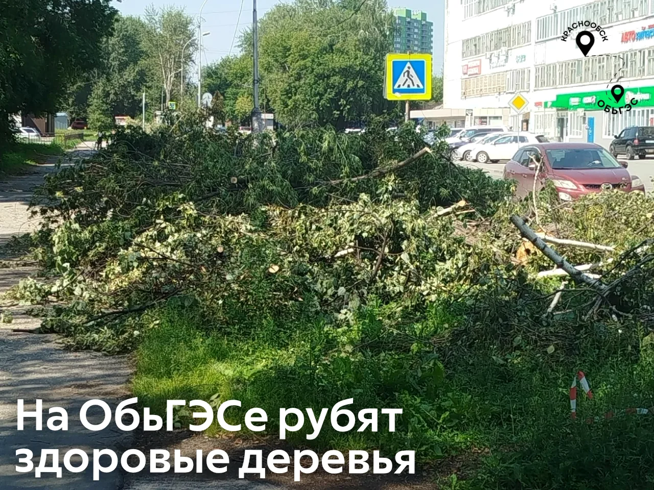 На ОбьГЭСе рубят здоровые деревья. Зачем?