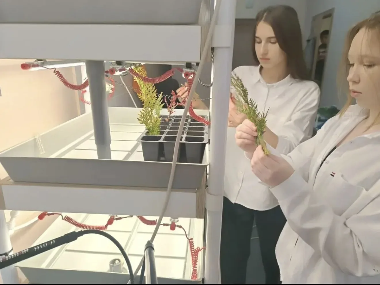🌿 Наши школьники принимают участие в замечательном конкурсе "Воплоти свою мечту", где представят сво
