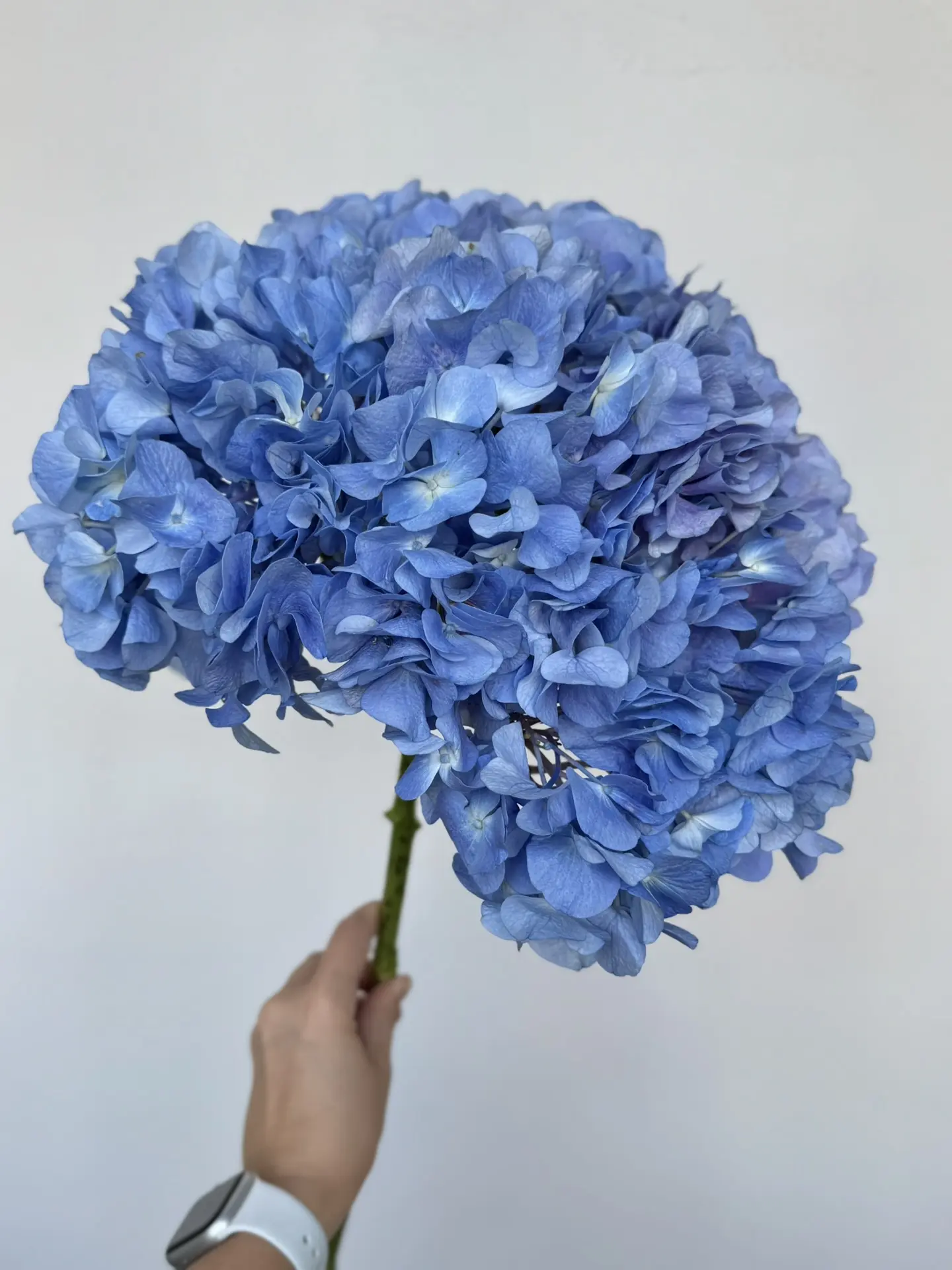 Любимая гортензия в разных оттенках 🌸