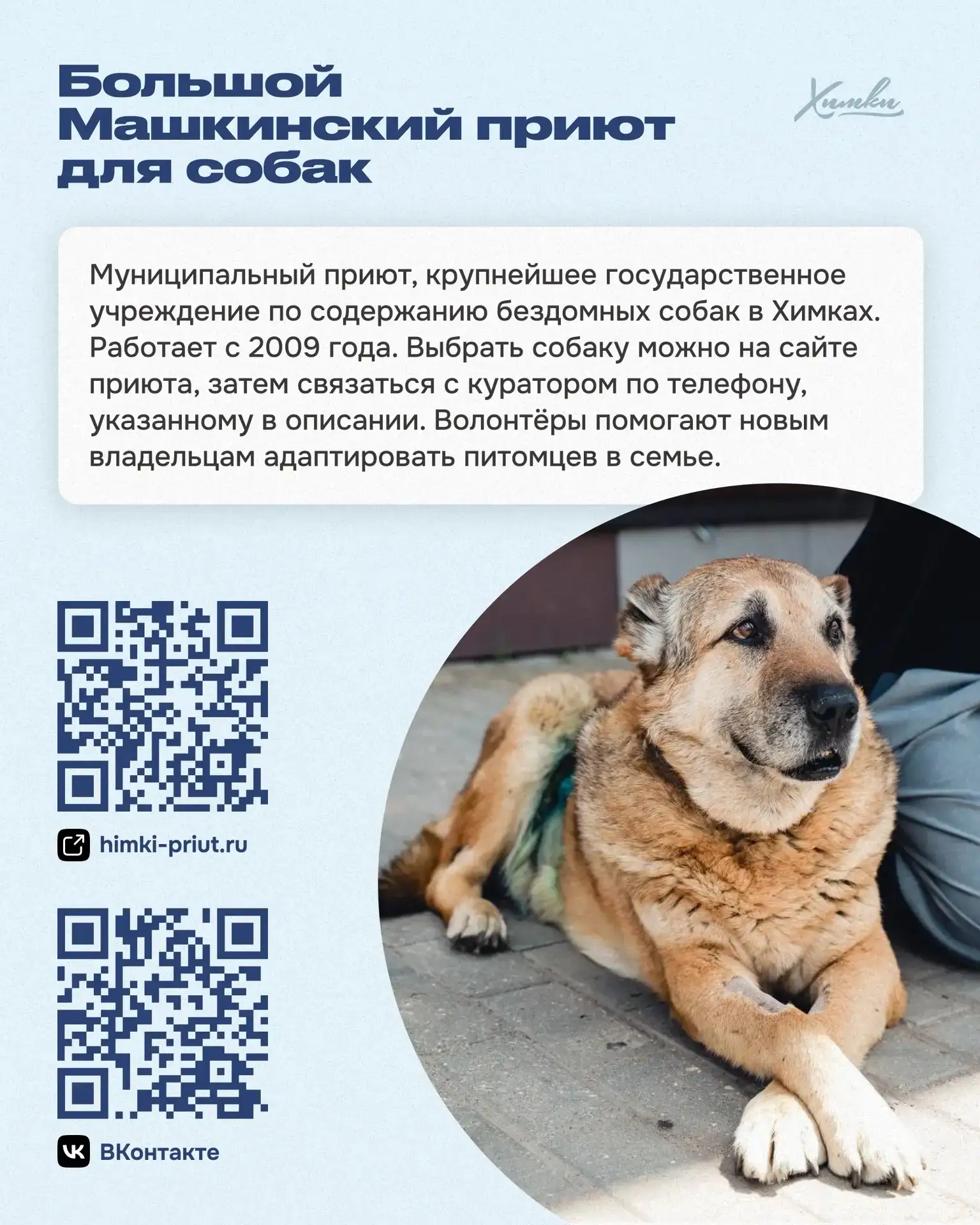 Приюты и фонды Химок: здесь ждут помощи и дарят надежду