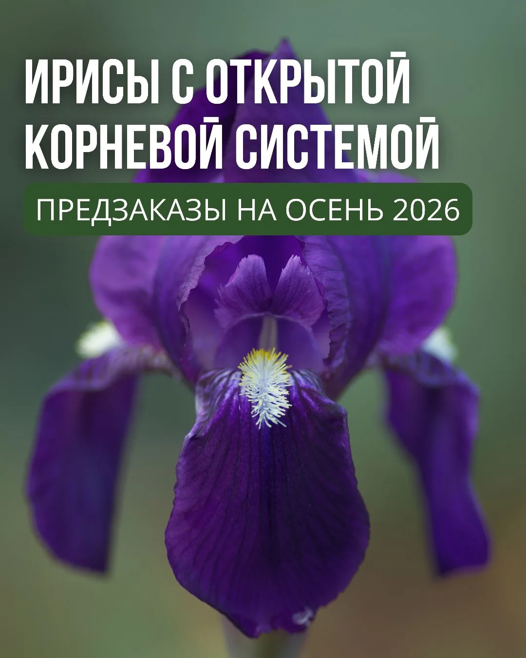 Ирисы с открытой корневой системой! Осень 2026!

• Высокий спрос в осенний сезон. Покупатели активно