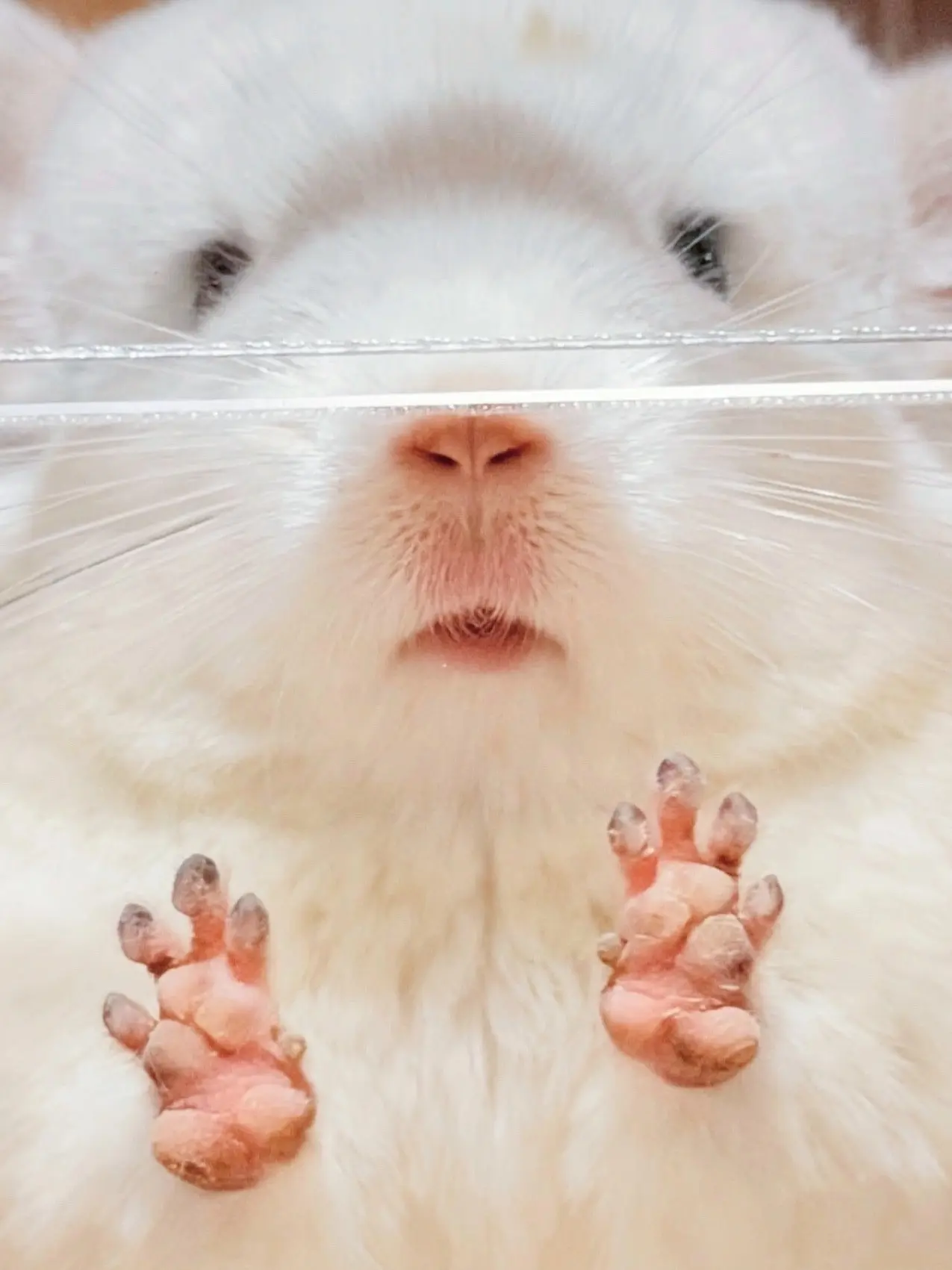 Про передние лапки шиншилл🐾

Наверняка все обращали внимание и умилялись как шиншиллы берут лакомст