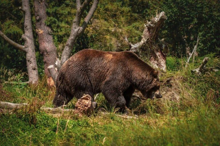 🐻Охотовед с 50-летним стажем Анатолий Тютрин заявил о массовых выходах медведей к людя...