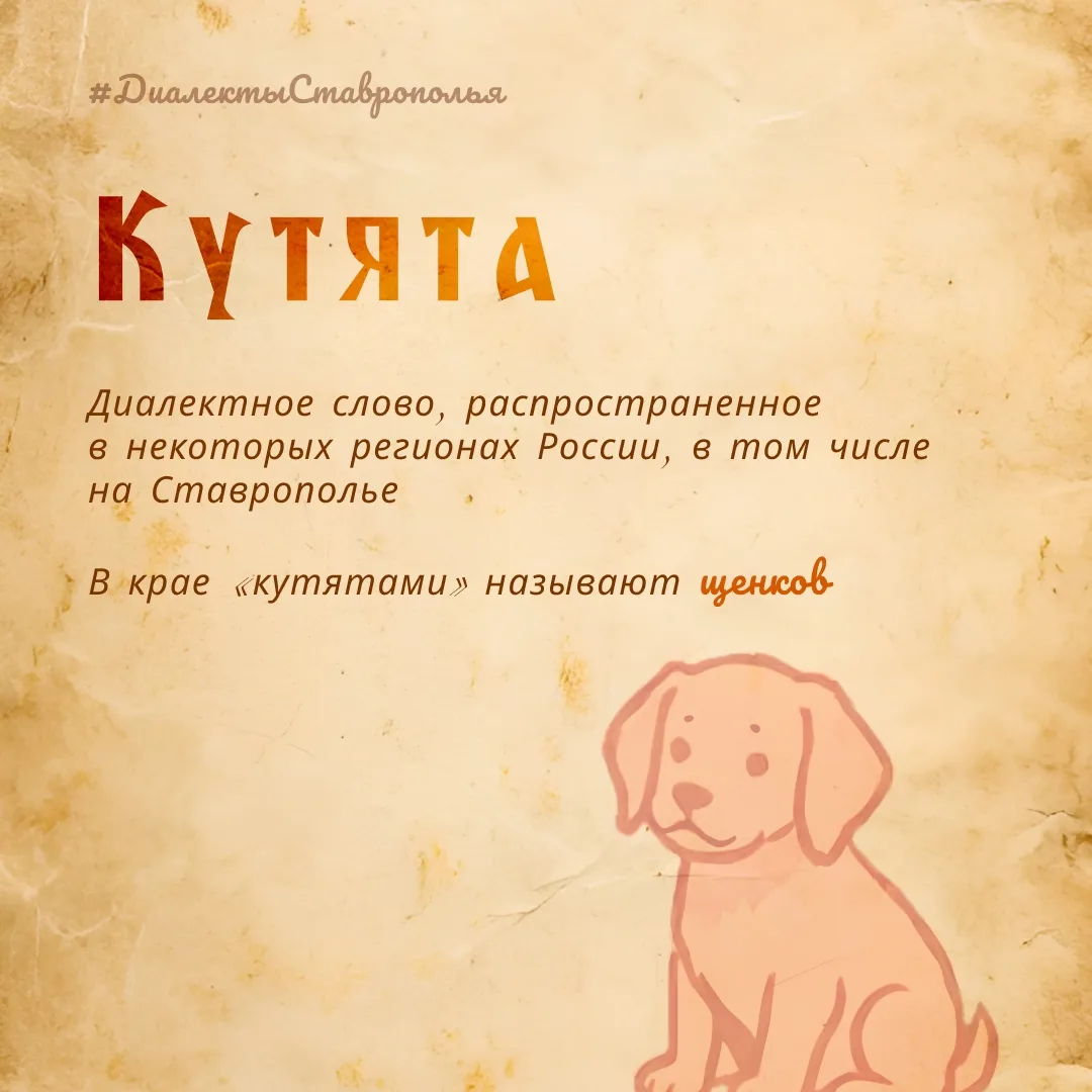 Знаете, кто такие кутята?💭