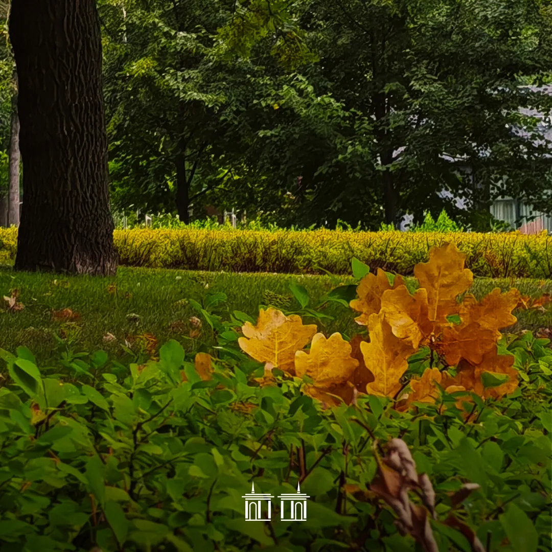 Первые дни осени. Уже чувствуете изменения? 🍁