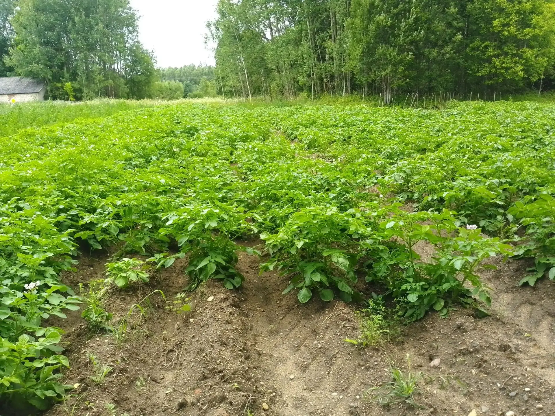 Зеленый уголок Починковского индустриально-технологического техникума🌿

Учебная теплица и огород пр