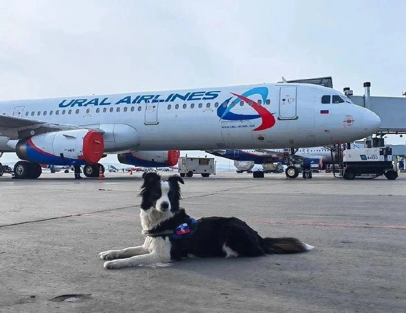 🐕 Кинологическая служба Кольцово отпраздновала 20-летие

За эти годы подготовлено больше 35 служебн