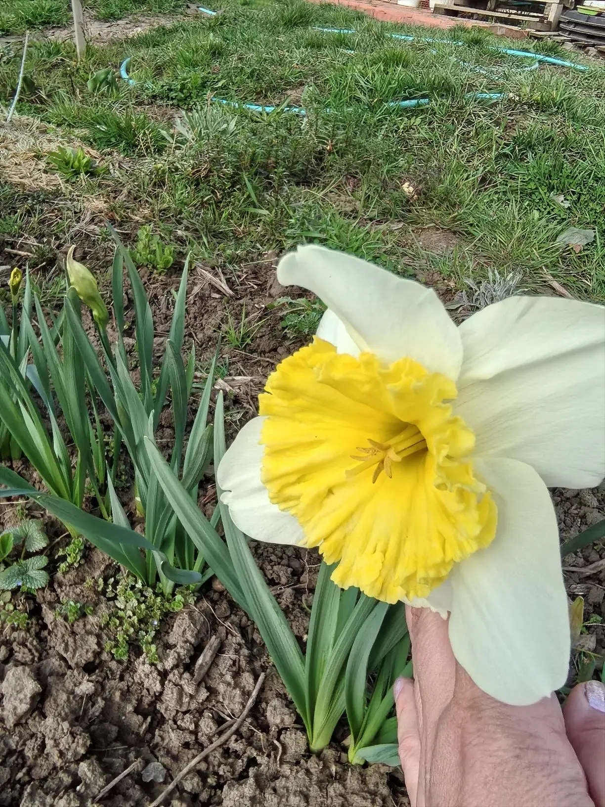 У нас полноценная весна 🌱🌱 , два дня стояло около 18 тепла,иногда солнышко светило ин...
