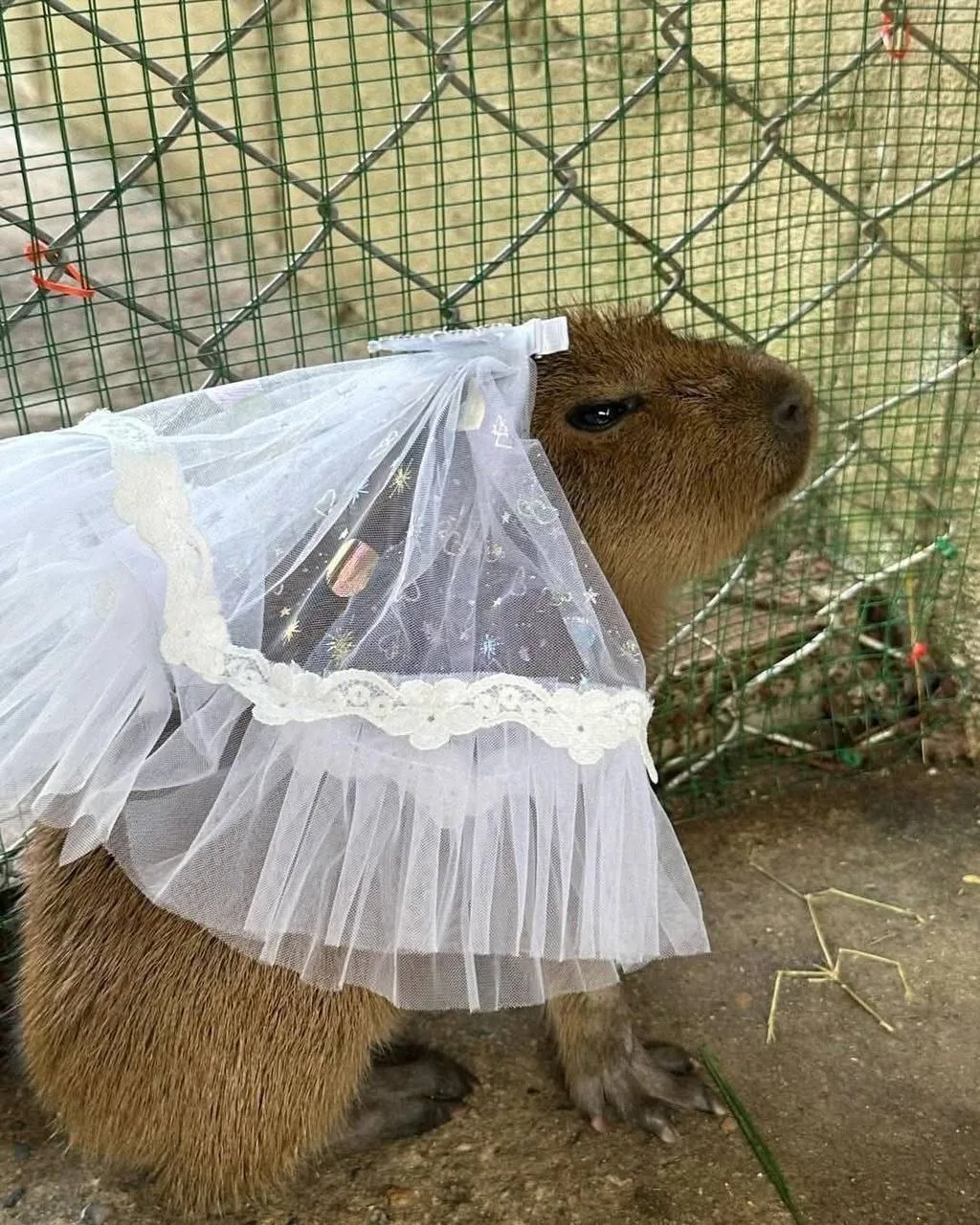 ❤️ Для капибары Паши из казанского зоопарка уже ищут невесту