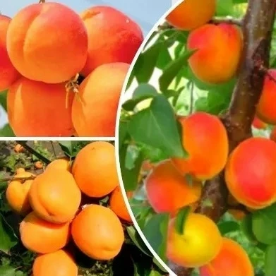 Абрикос Альфа: самоплодный великан для Подмосковья 🍑✨

Сорт создан в Главном ботаническом саду Моск