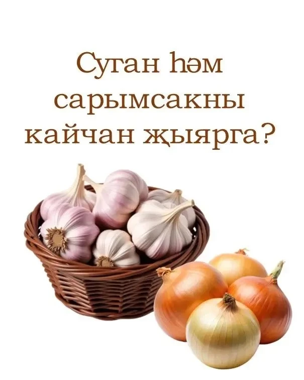 🧄🧅Суган һәм сарымсакларны кайчан алырга һәм кышка ничек сакларга? КАРТОЧКАларда укыгыз👆