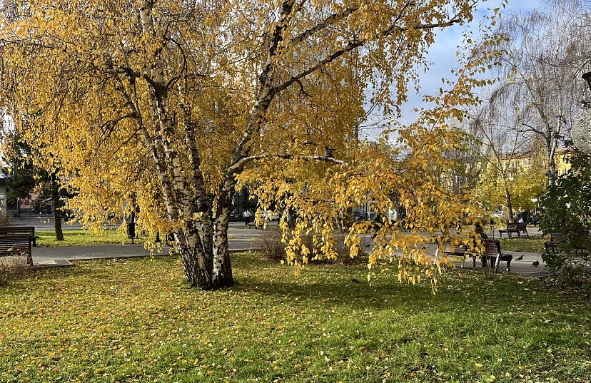 ☀️ В Саратовской области после дождя и снега потеплеет до плюс 21 градуса