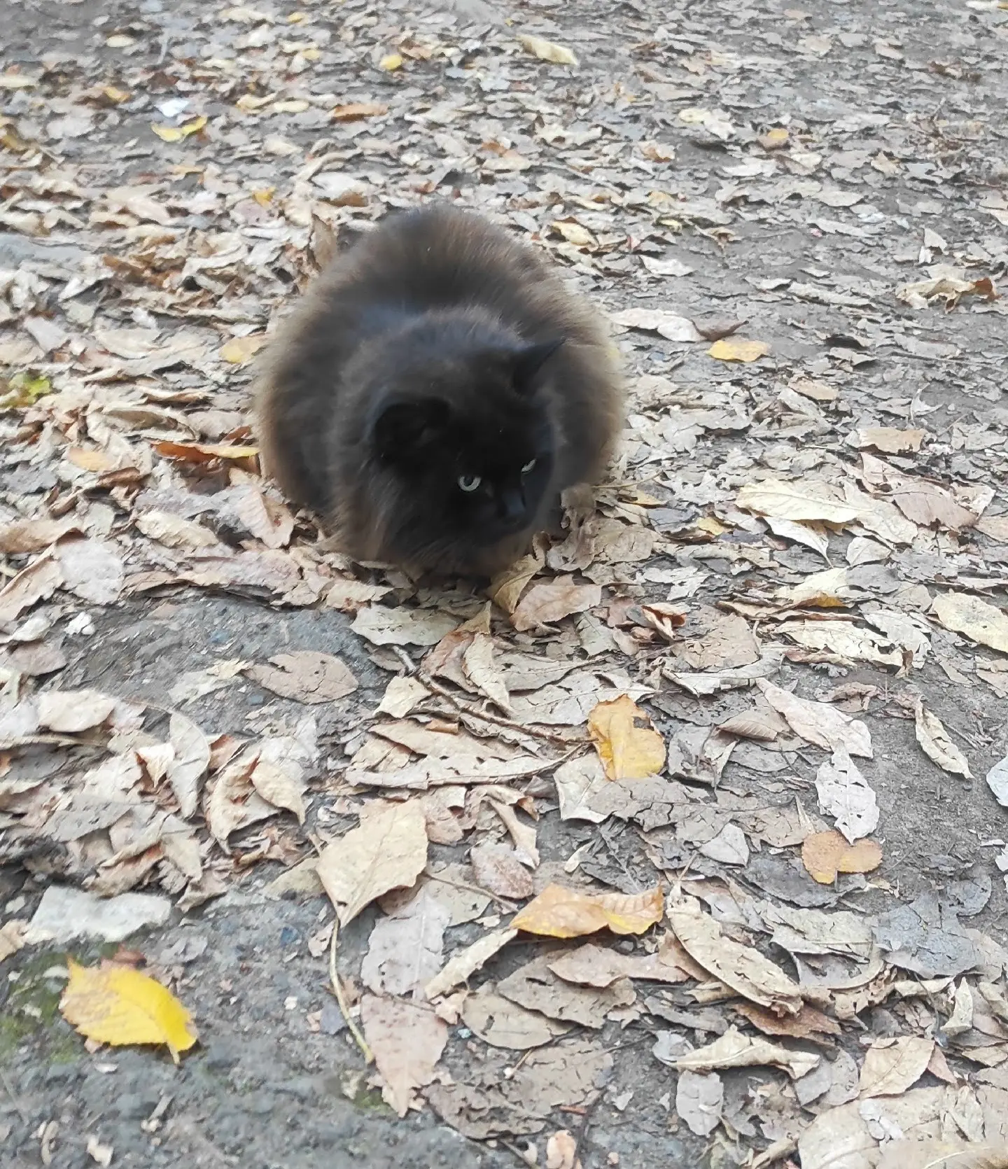 🐾 Никто не терял?