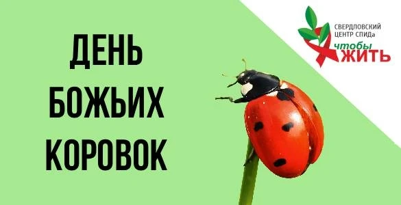 🐞 Сегодня — День божьей коровки🐞