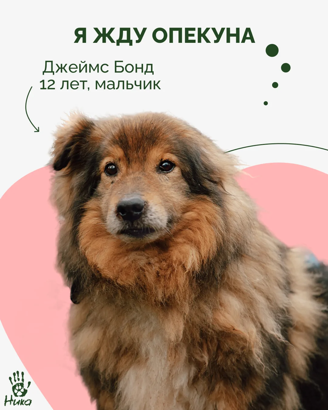 Станьте опекуном приютского хвостика 🐾