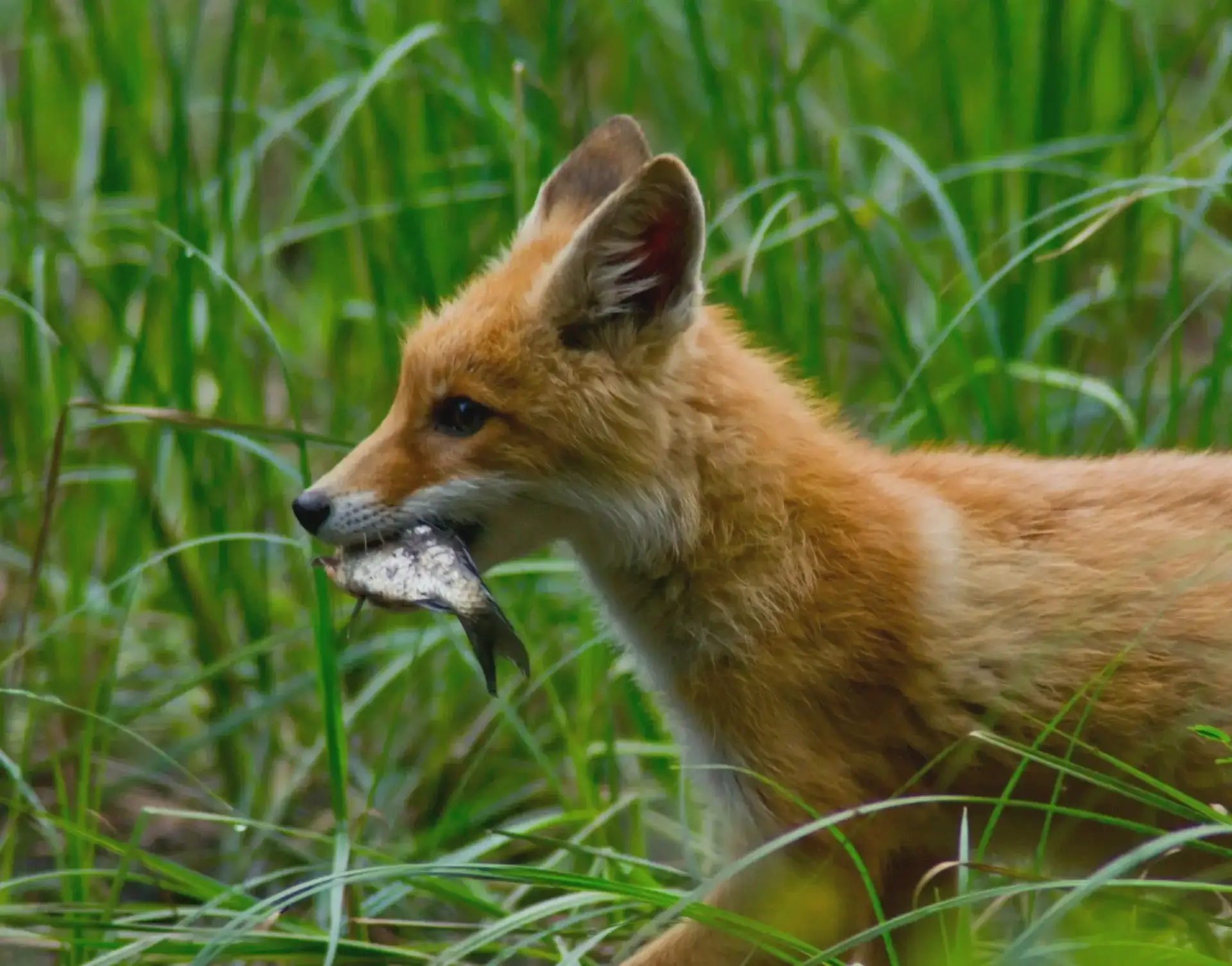 🦊 Обитатели Саратовской области в объективе фотоохотника