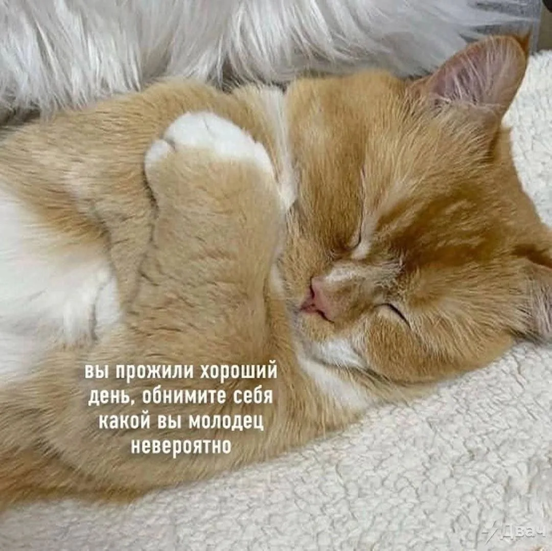 спокойной ночи