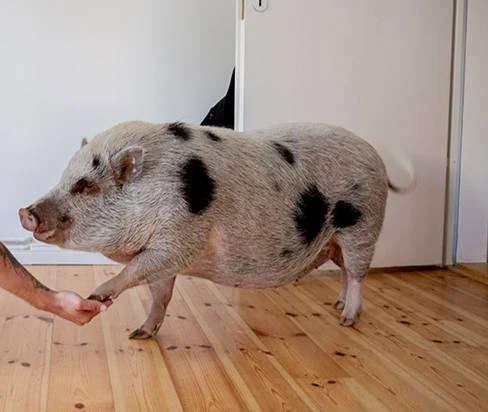 🐽 Москвичка подала на развод после того, как муж выбрал свинью.