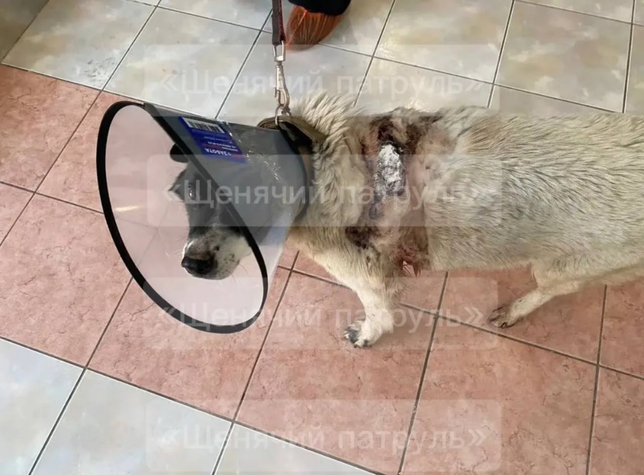 ⚡️ После жестокого избиения собаки на Братьев Касимовых волонтеры предполагают, что в р...