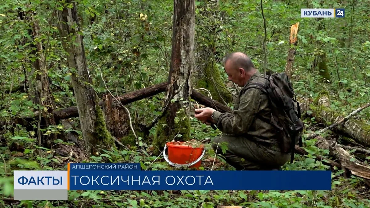 🌳 В Краснодарском крае пиковый сбор грибов