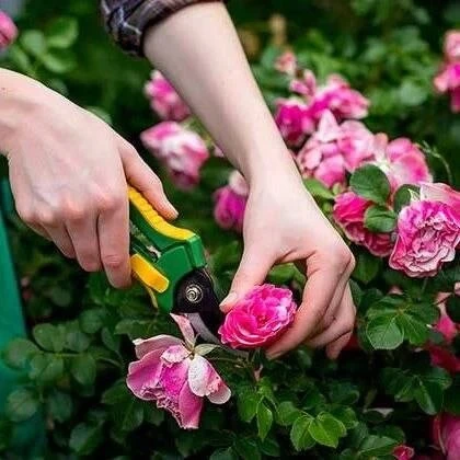 Обрезка роз после цветения