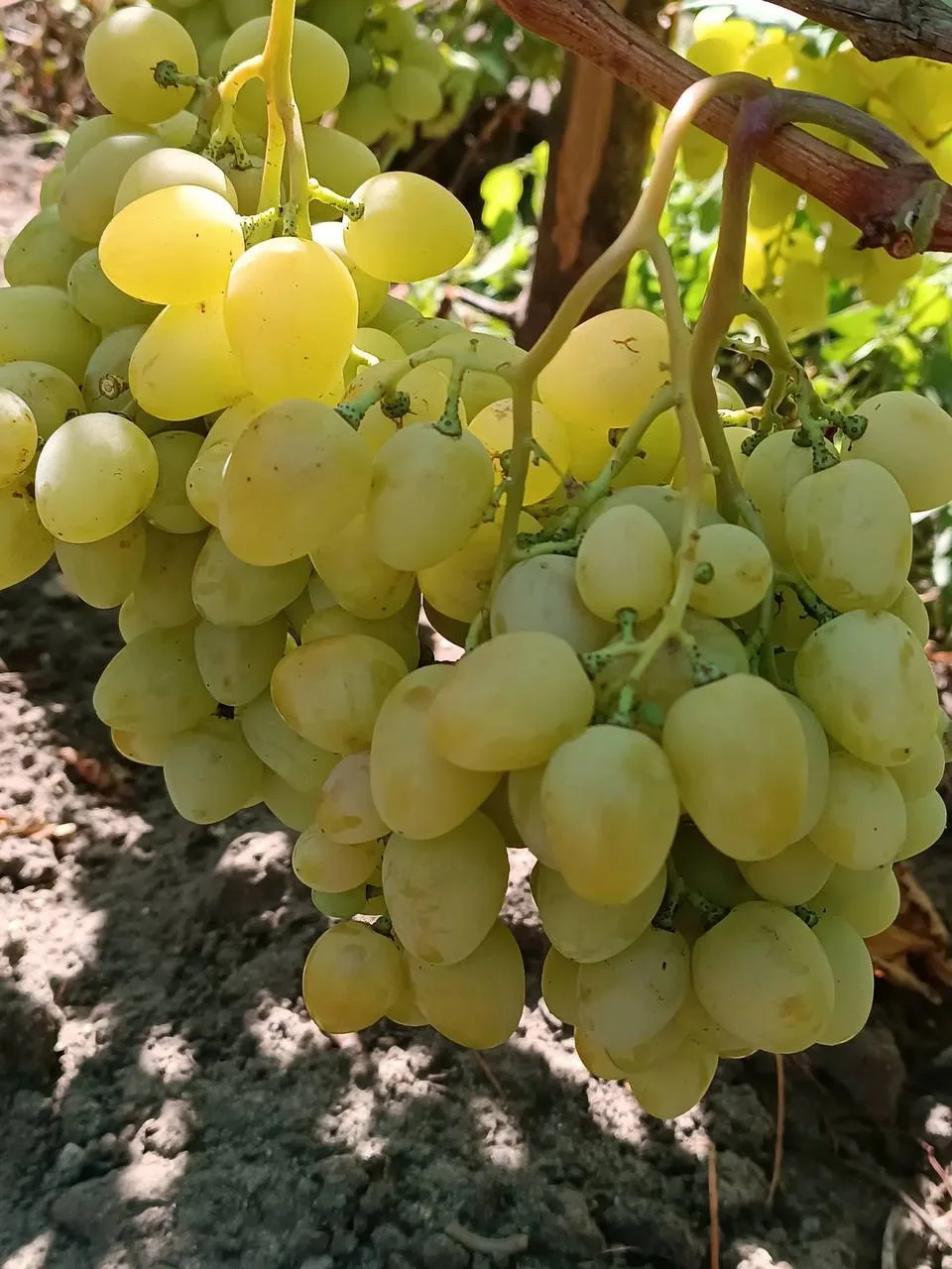 Продам виноград! 200-250₽/кг. Восточные квартала. +79595011197