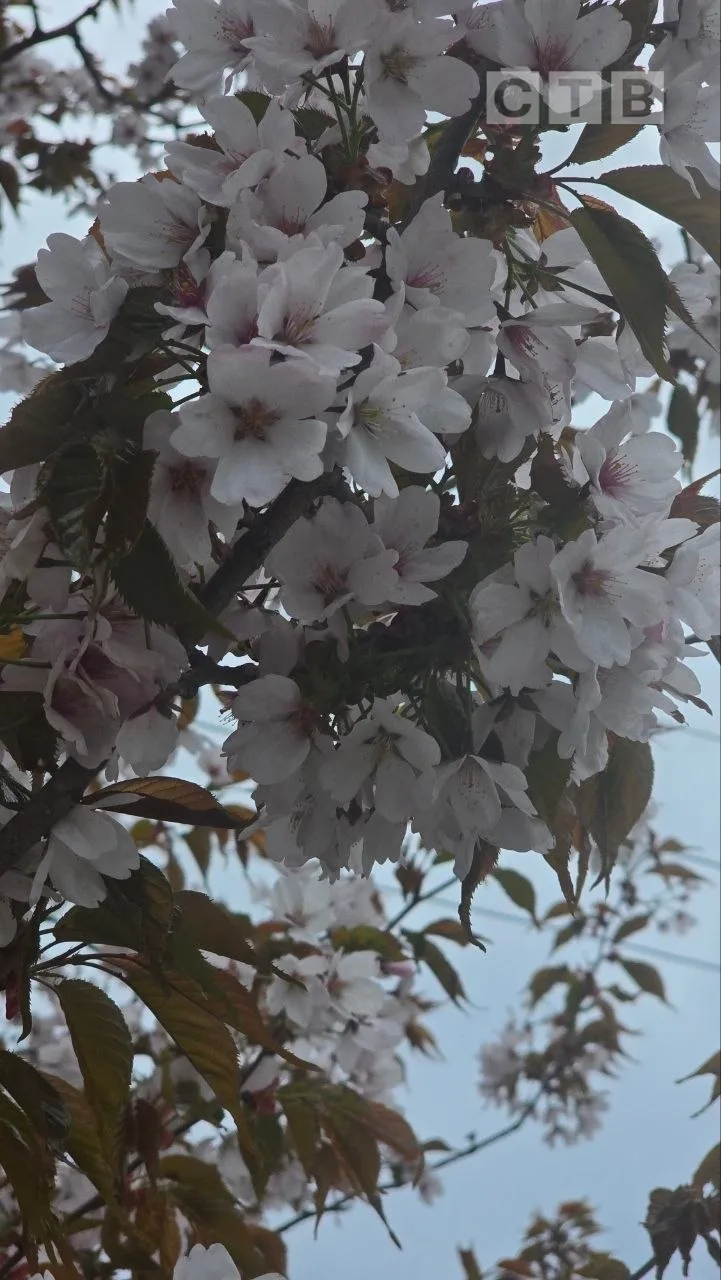 🌺Доброе утро, друзья!   🌸Идем навстречу новому дню с позитивом и красочными фото цветения природы, к