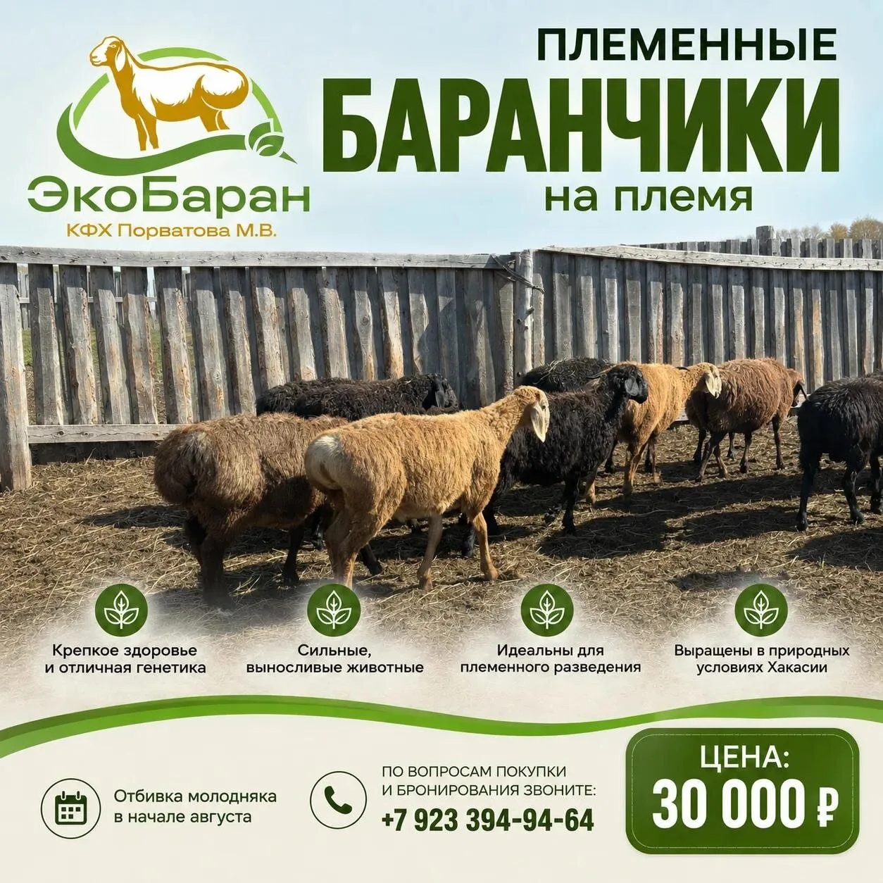 Открыто бронирование племенных баранчиков и ярочек! 🐑