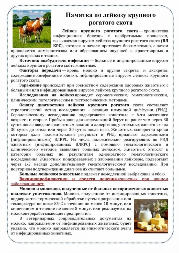‼‼‼Лейкоз крупного рогатого скота — хроническая инфекционная болезнь, которую вызывает ...