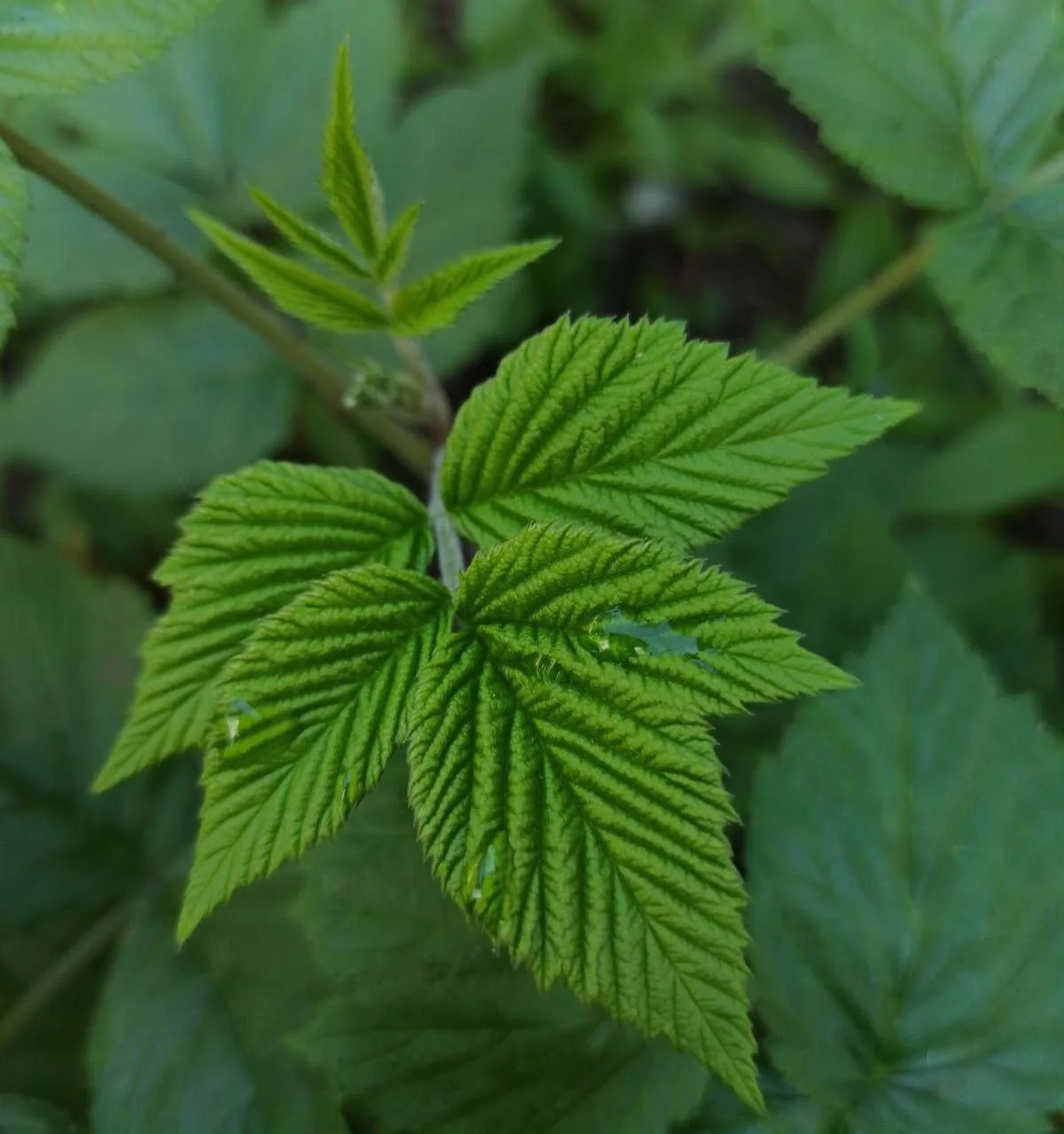 Настой листьев малины при неприятных ощущениях в пояснице 🌿

Листья малины ценились за мягкое рассл