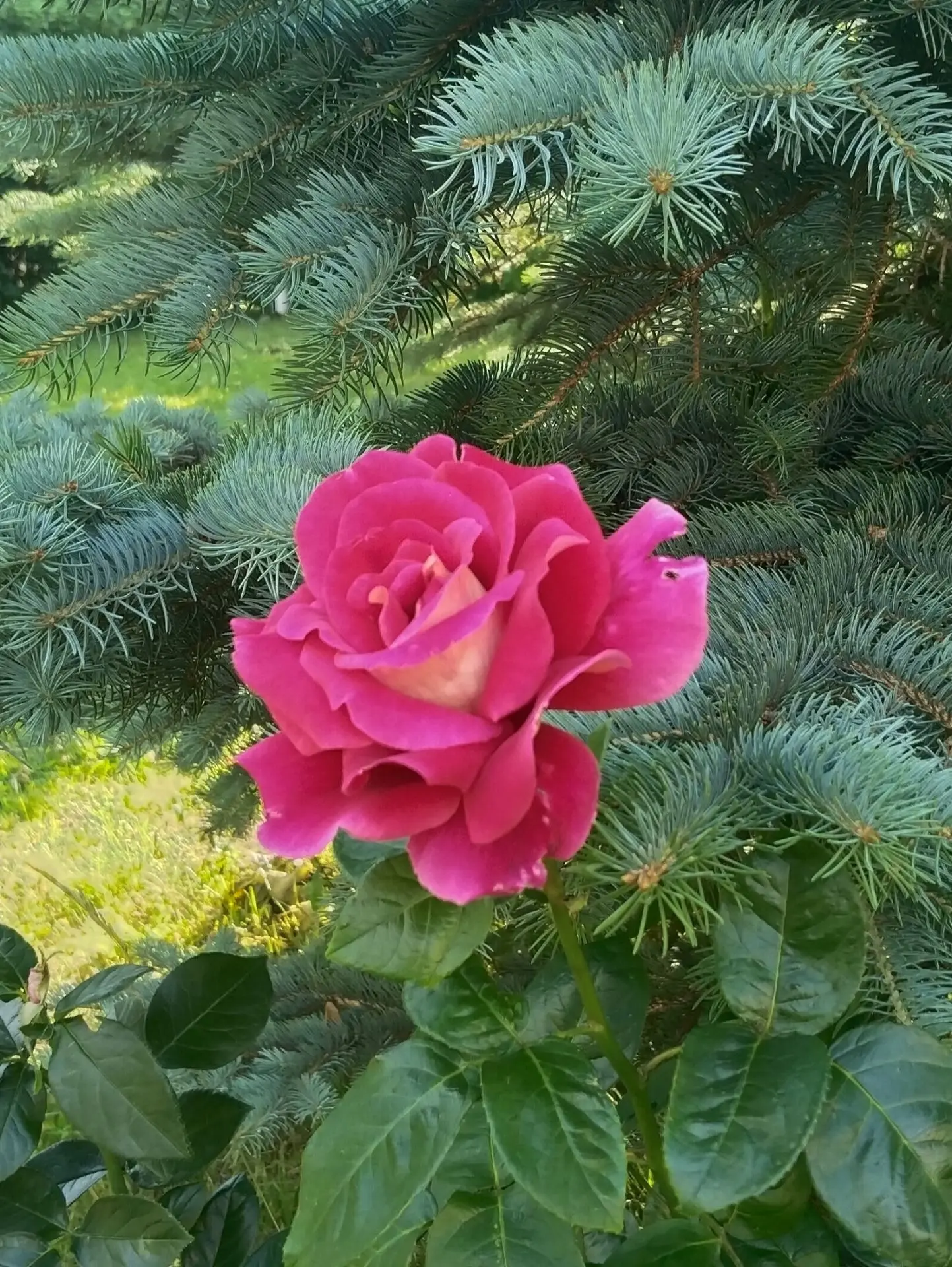 Красота наша 😍

#Зеленоградская_школа #ШкольныйДвор #Дендропарк