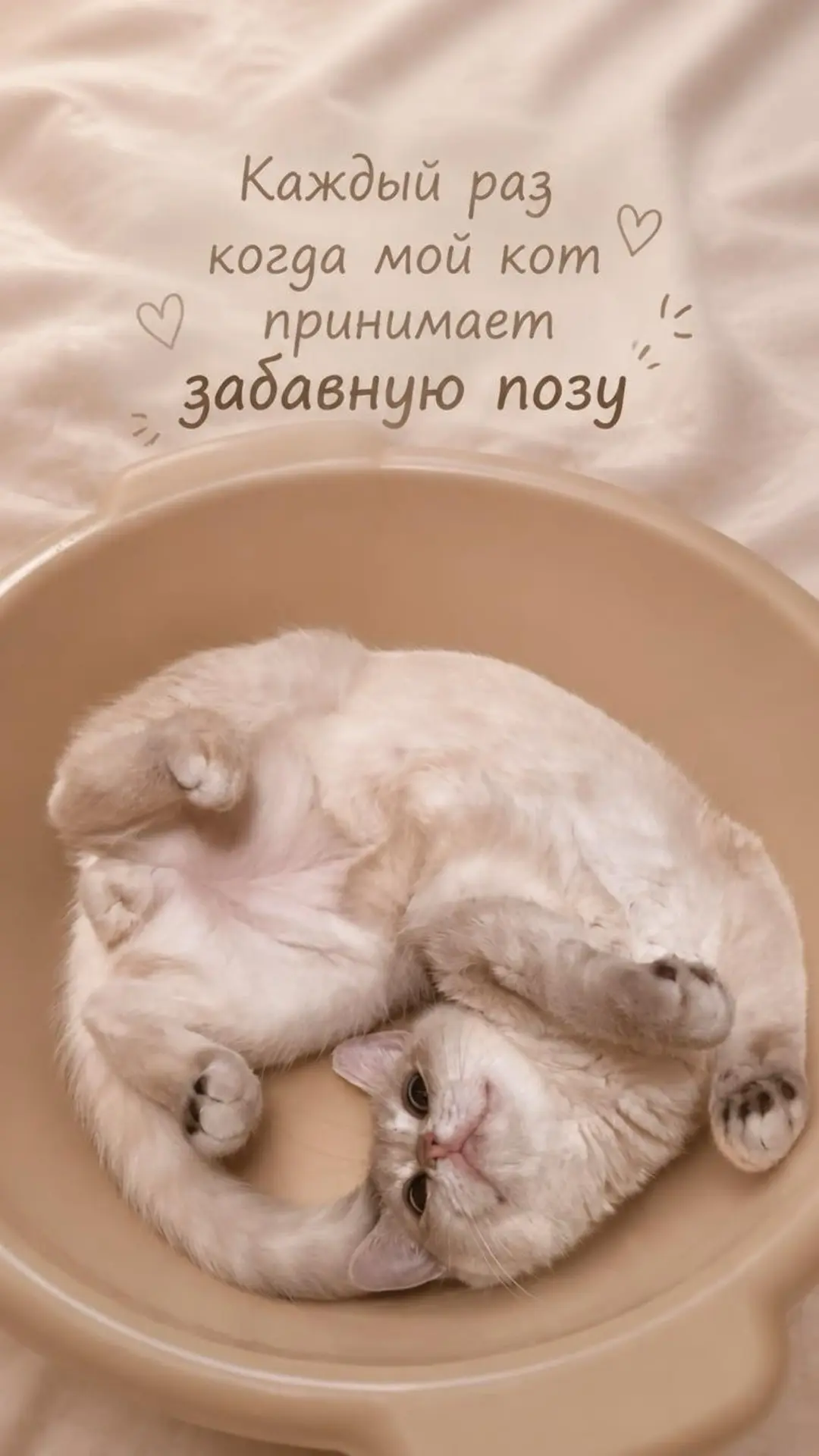 Наш кот в очередной раз улёгся так, что невозможно не улыбнуться 😀