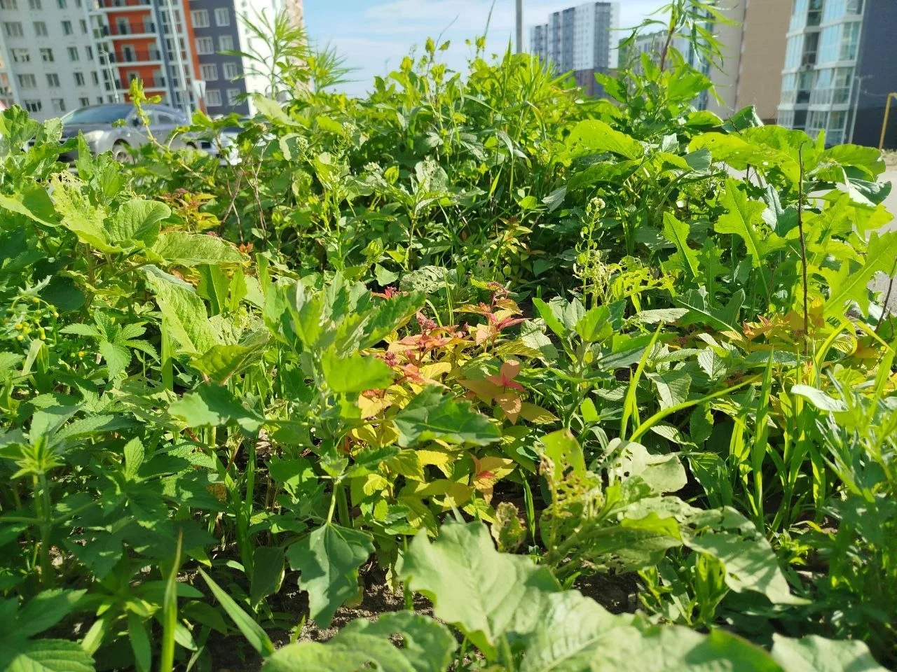 Клумбы на Патрокле зарастают травой 🌿
