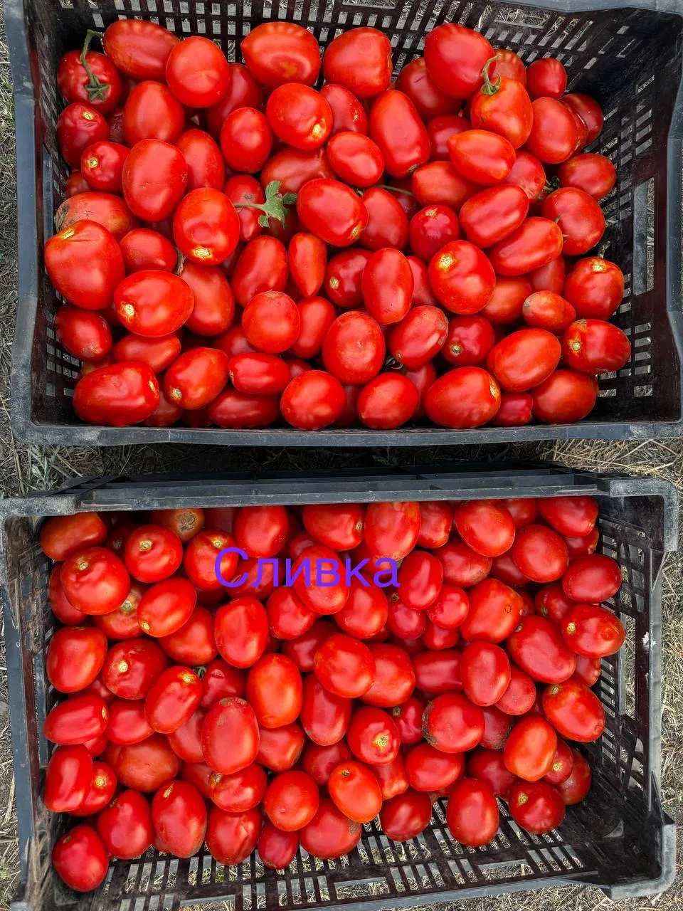 Домашние помидоры на купорку
