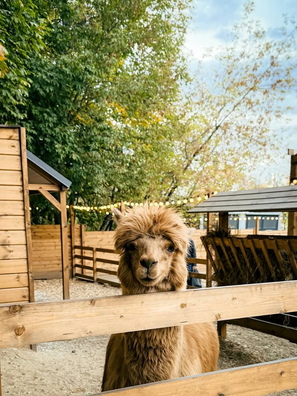 🦙 Познакомимся с альпаками в уютном парке?  Уютный парк альпак «Симба» расположен среди живописного 