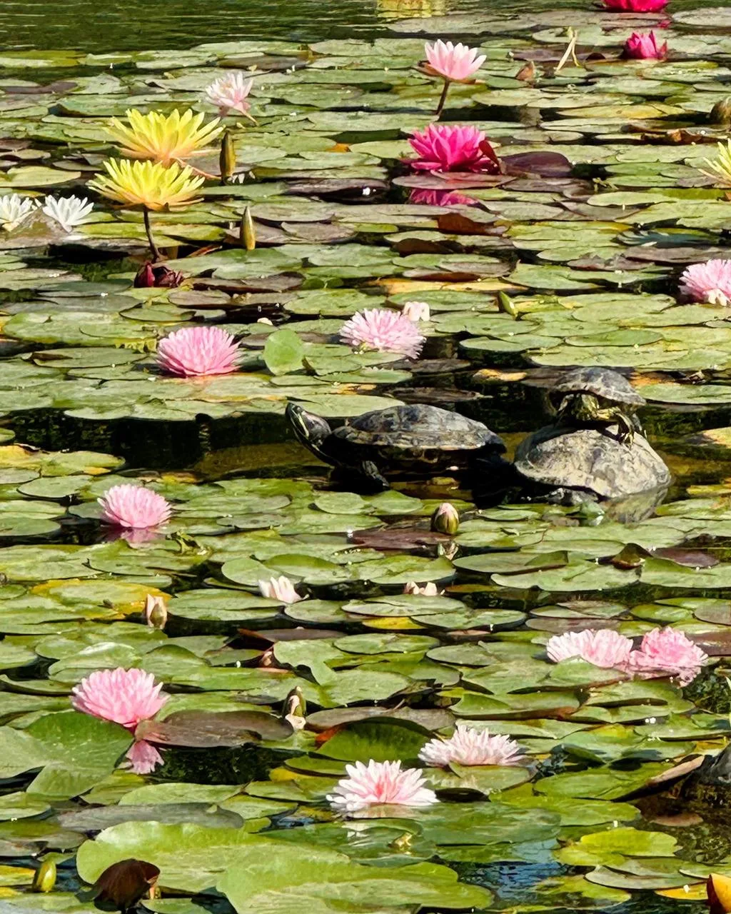 Семейка греется на солнышке 🐢☀️