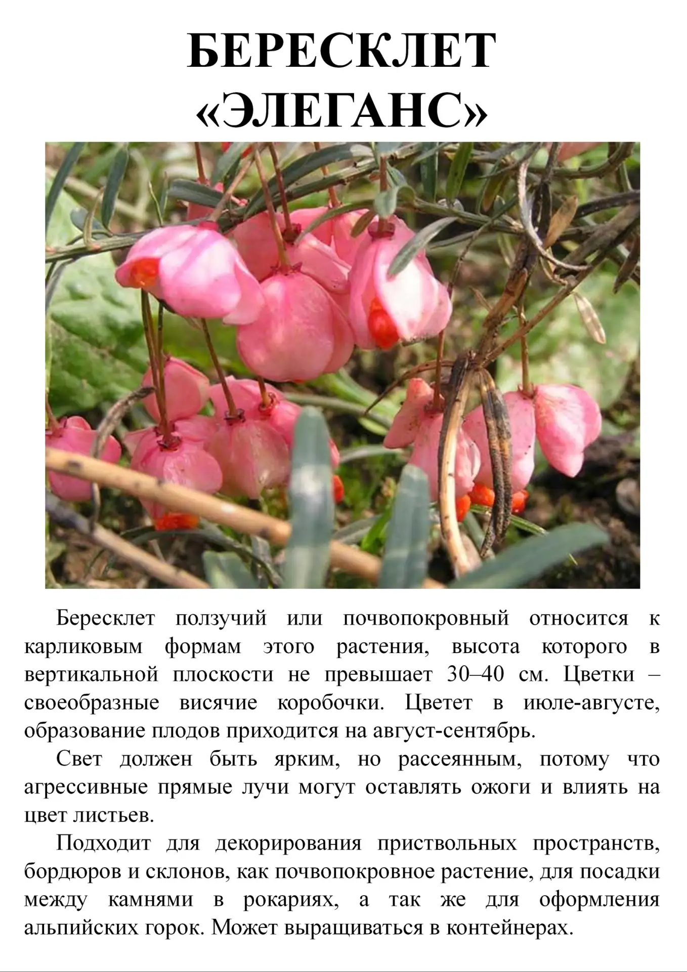 Ждем Вас в Питомнике растений РассадаРу