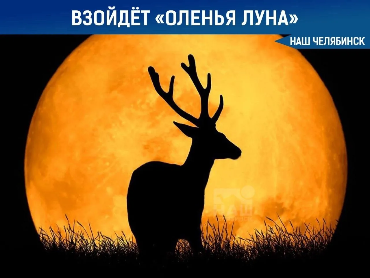 🌕 Этой ночью над Россией взойдет «оленья Луна»

Спутник Земли будет выглядеть значительно крупнее п