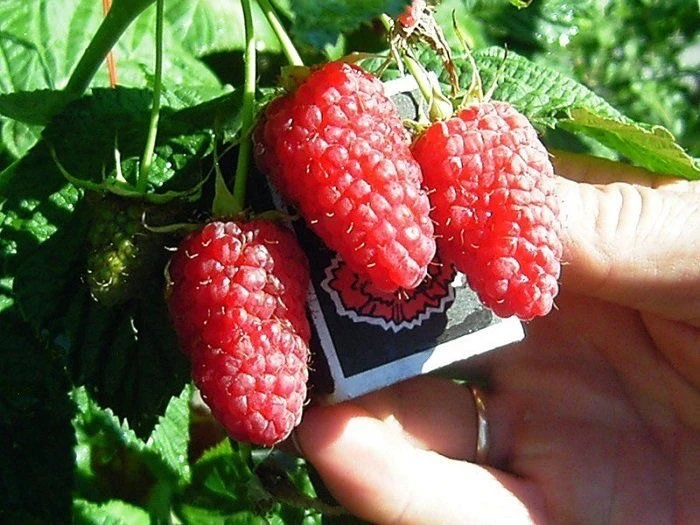 🍓 ЭТА МАЛИНА НА ВКУС — КАК ИЗ ДЕТСТВА! Сладкая, ароматная и очень зимостойкая ❄️

Если вы ищете мал