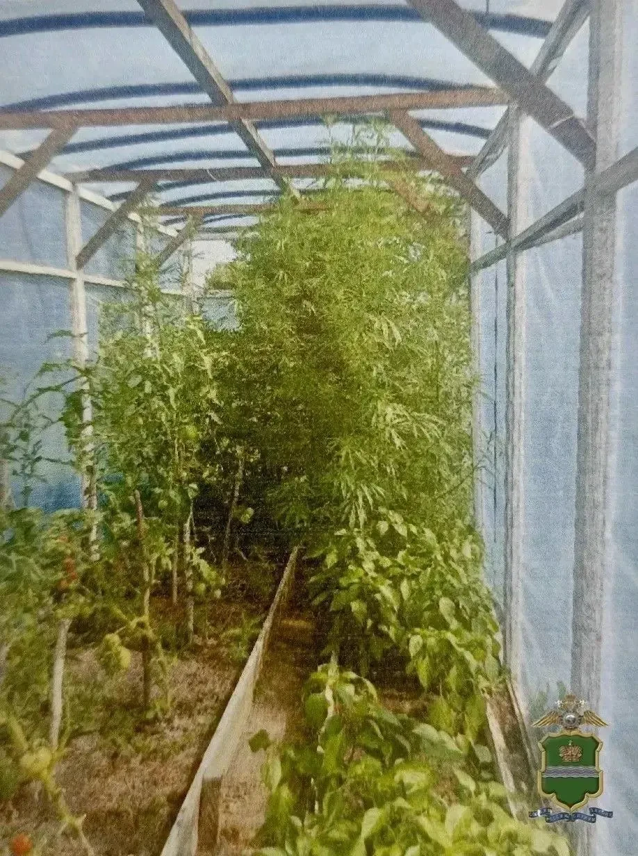 🌿 Житель Калужской области устроил у себя на участке плантацию конопли