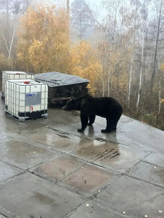 Это не фейк! В Галачинском микрорайоне Братска вышел медведь