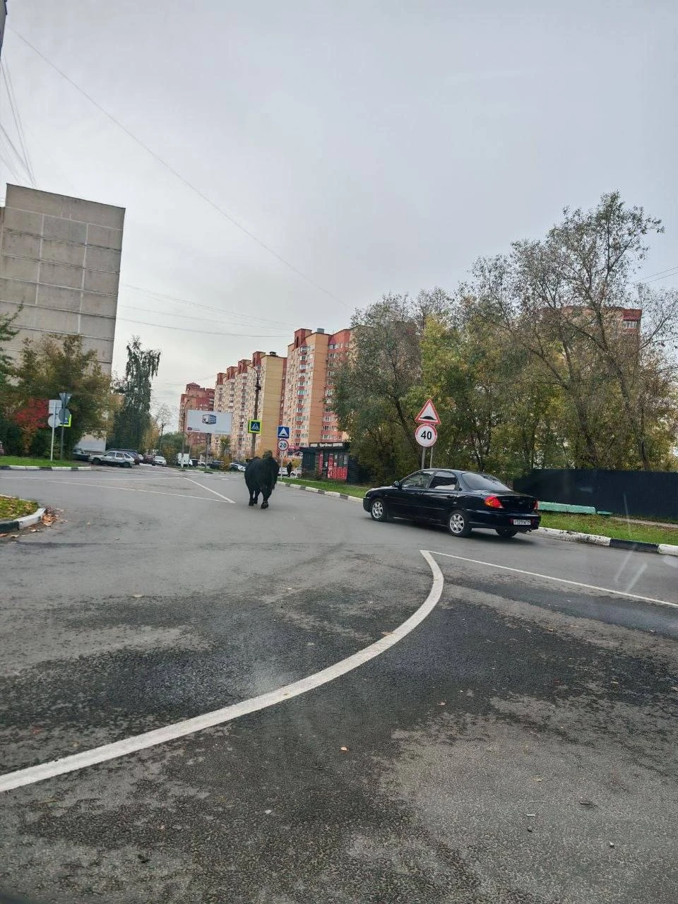 Бык продолжает своё путешествие по городу