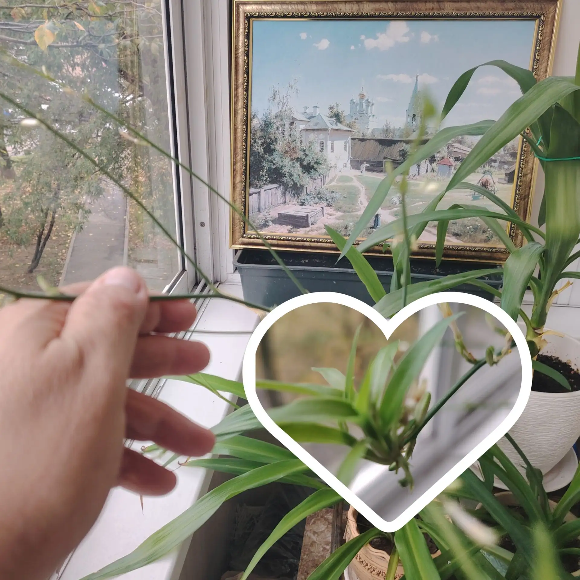 Мой скромный к празднику УЧИТЕЛЯМ букет. ♥️🤗🌷🌷🌷