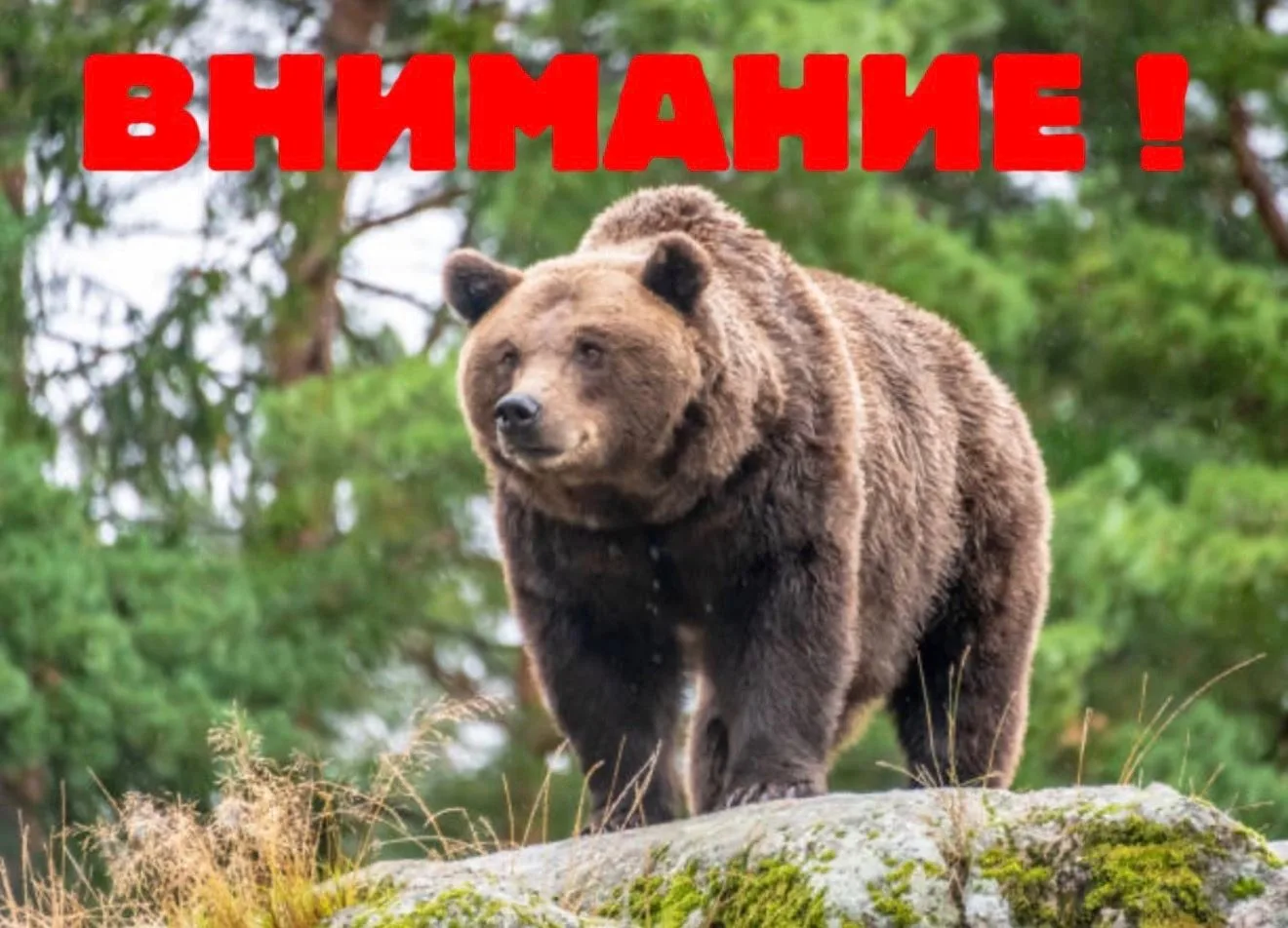 Будьте осторожны. Сохраняется опасность выхода медведей на определенных территориях рег...