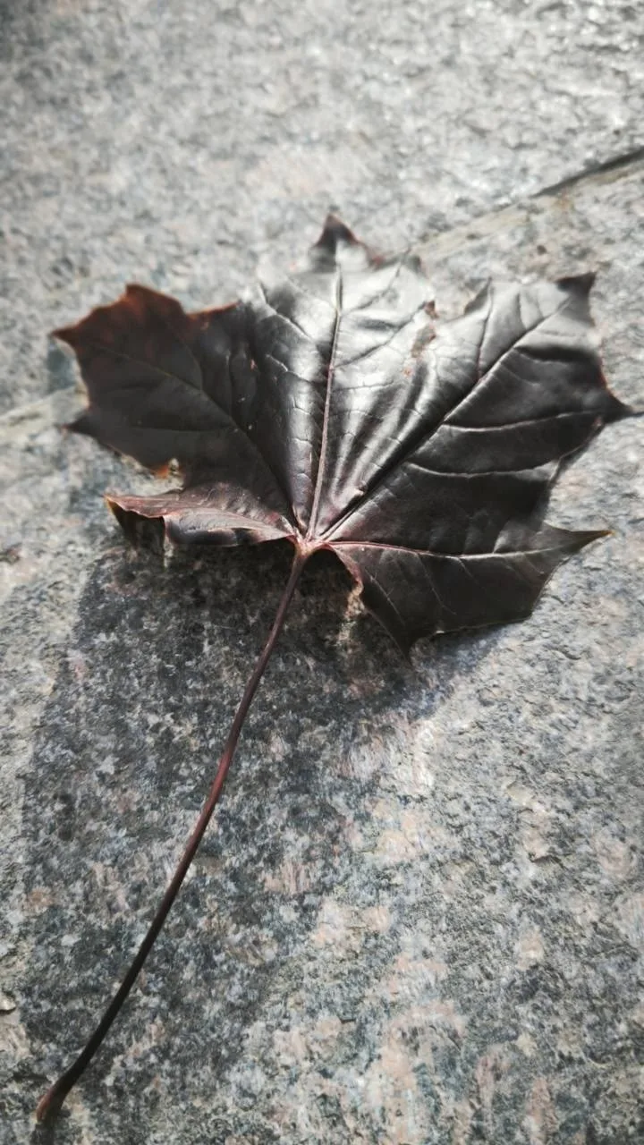 Октябрьские мгновения с набережной Трибуца от нашего подписчика 🍂