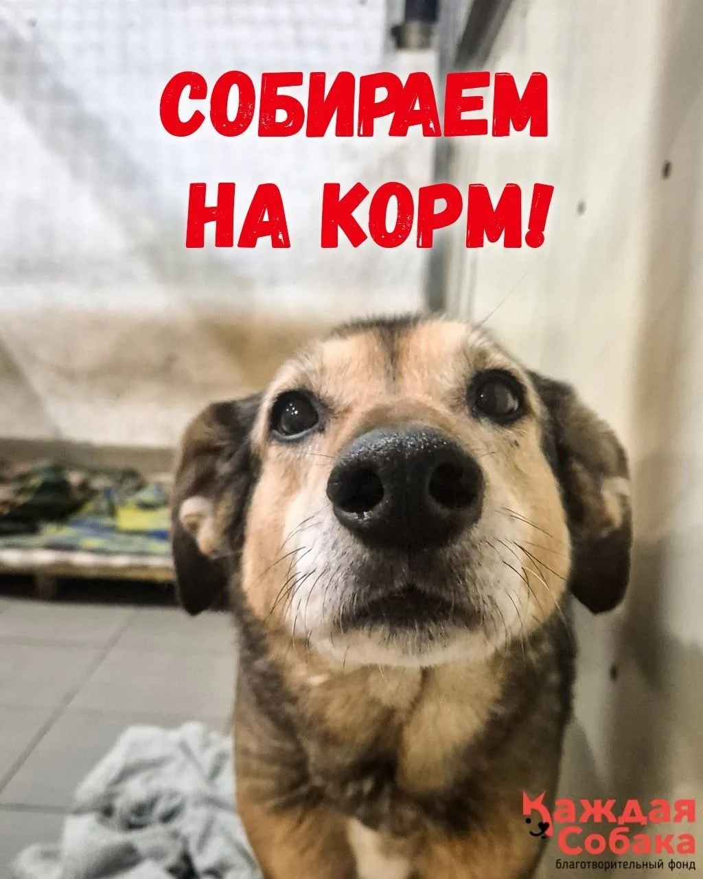 Собираем на корм для наших хвостиков! 🍛