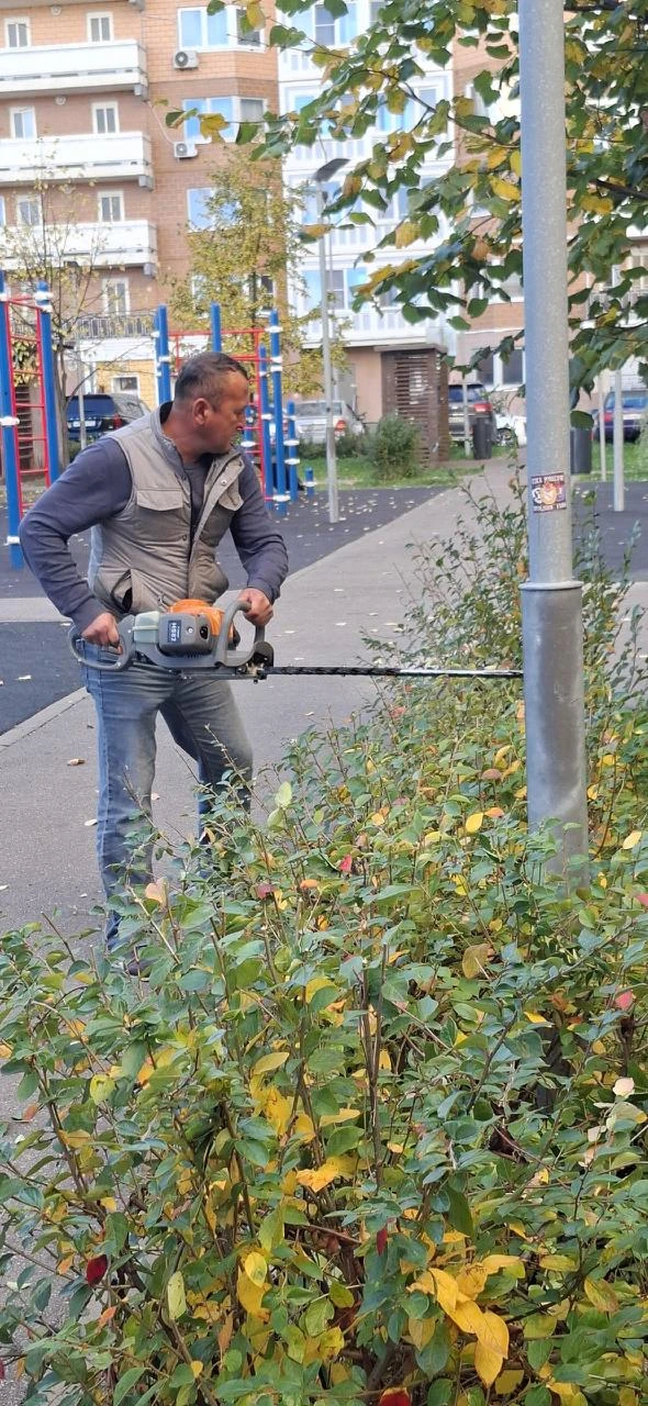 🌳 На Синявинской у 3-го корпуса кусты привели в порядок: подстригли и убрали упавшие в...