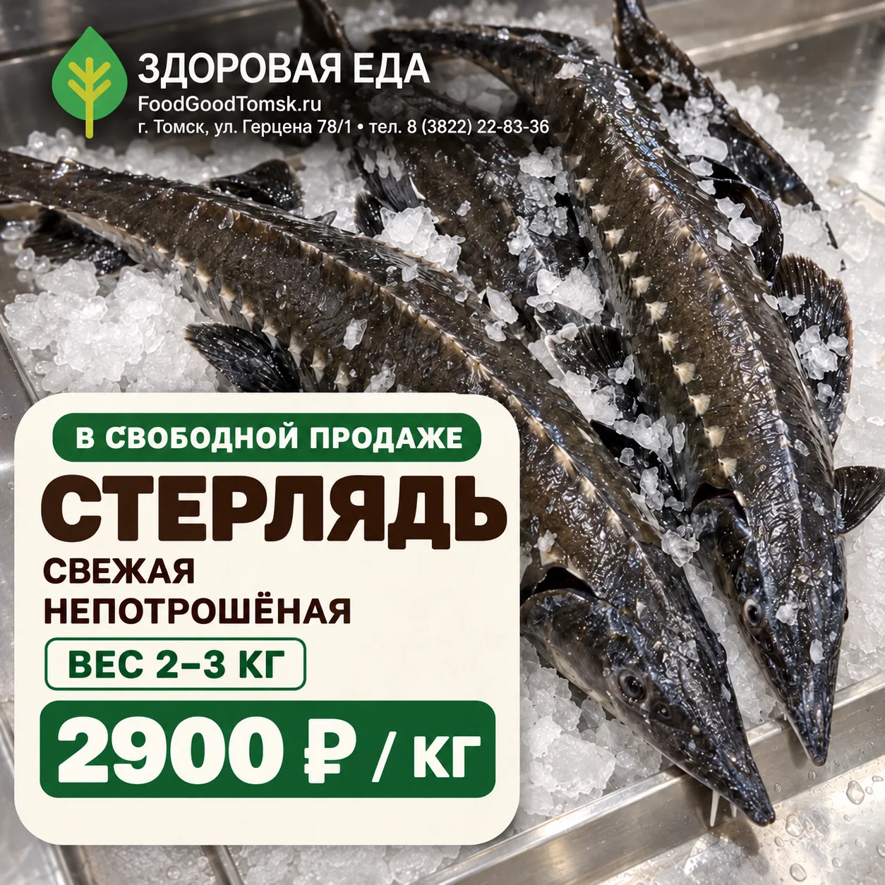 🐟 В свободной продаже — две свежие стерляди!